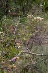 Dogtongue buckwheat